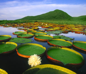 Parque National do Pantanal Matogrossense